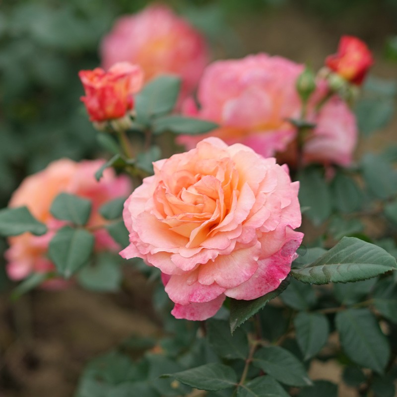 奥古斯塔路易斯 Augusta Luise欧洲月季花苗盆栽庭院浓香花卉欧月