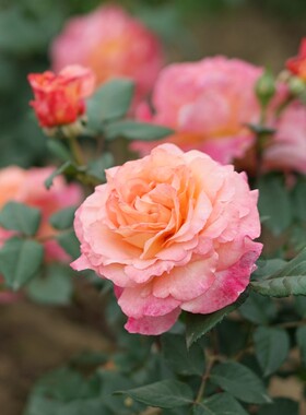 奥古斯塔路易斯 Augusta Luise欧洲月季花苗盆栽庭院浓香花卉欧月