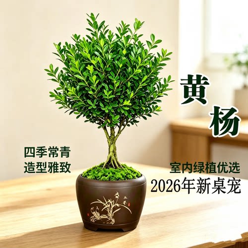 黄杨盆栽桌面新中式好养四季青