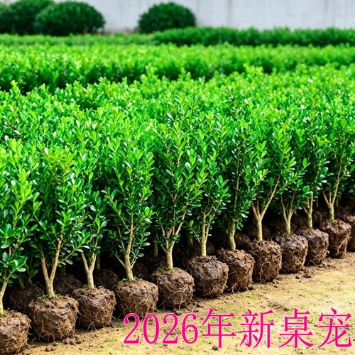 2026年新款桌宠黄杨盆栽新中式室内外好养桌面清雅绿植四季常青