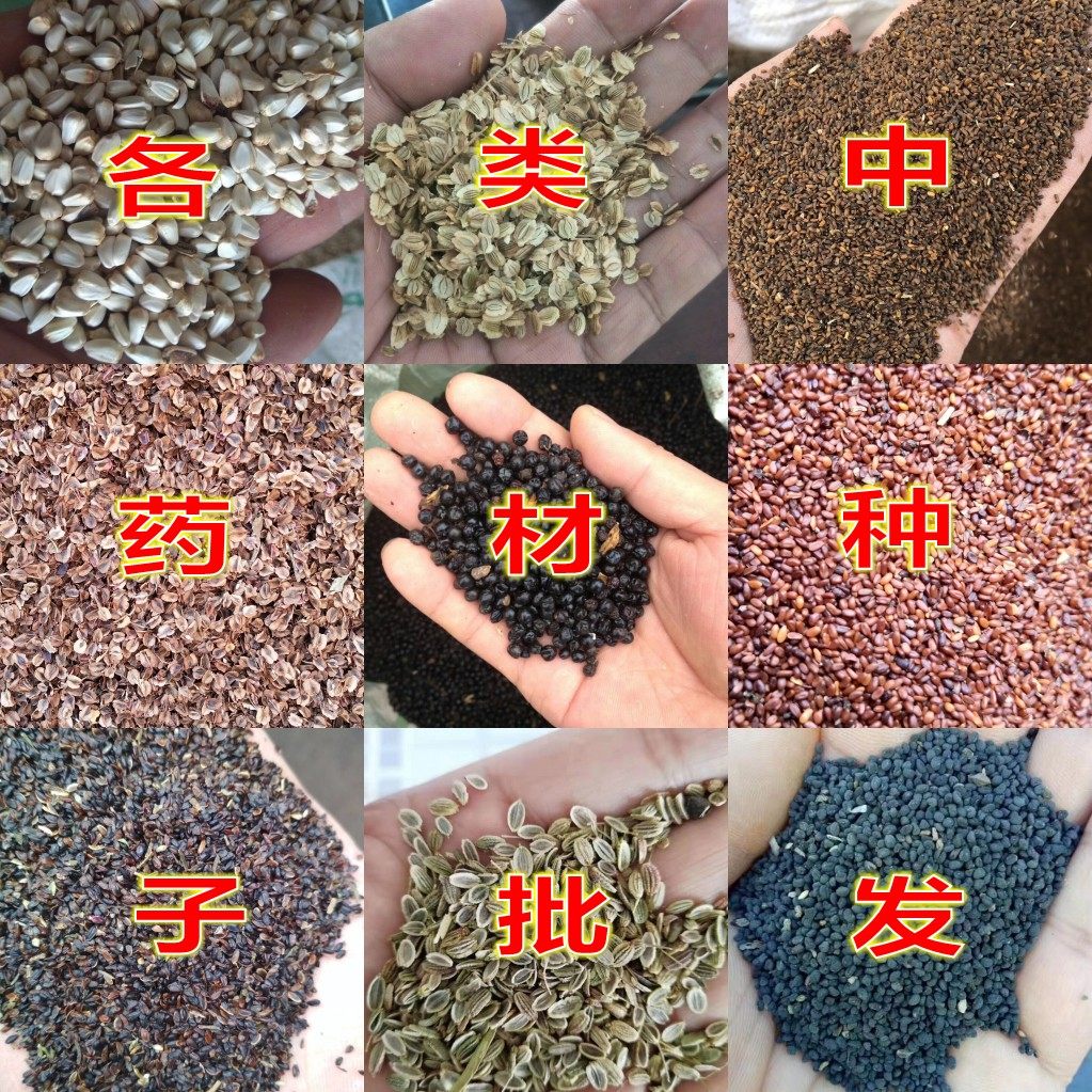 中药材桔梗红花防风种子