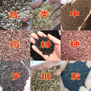 中药材板蓝根桔梗党参黄芩柴胡白术黄芪红花射干大黄丹参防风种子