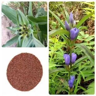 秦艽种子中药材秦艽种子新籽简单易种销售秦玖秦九种子适应性广