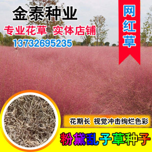粉黛乱子草种毛芒乱子草花海粉米利庭院花卉多年生观赏四季播网红