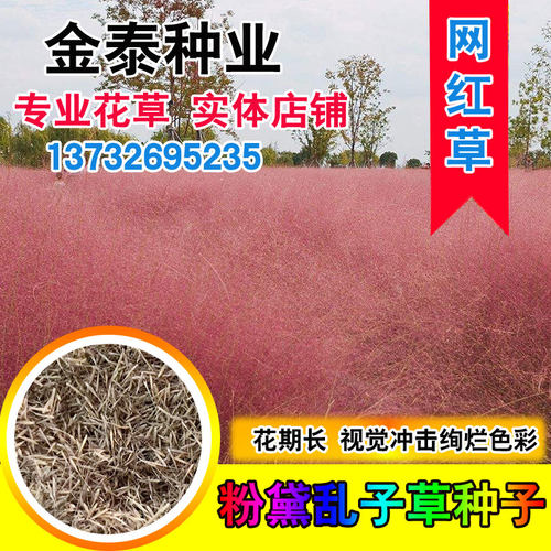 粉黛乱子米利多年生观赏网红草花