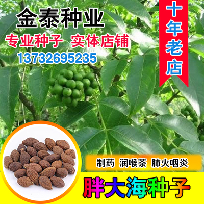居家庭院别墅种子