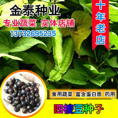 散装四棱豆种子龙豆角皇帝豆庭院