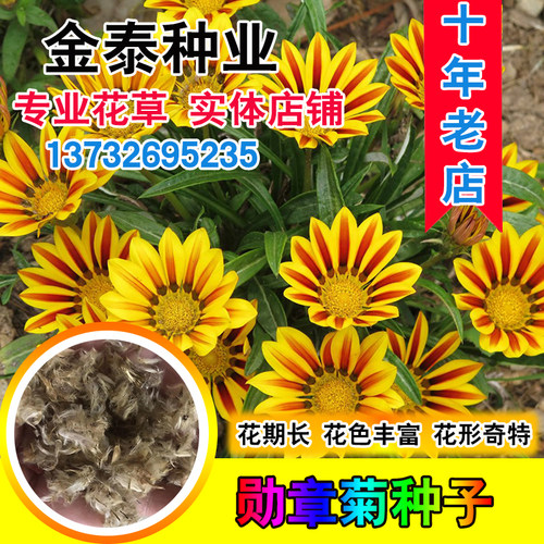 散装勋章菊春季室内阳台花卉种子