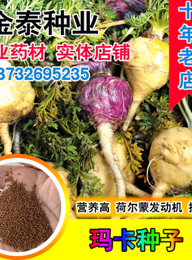 蔬菜秘鲁天然春季盆栽种子