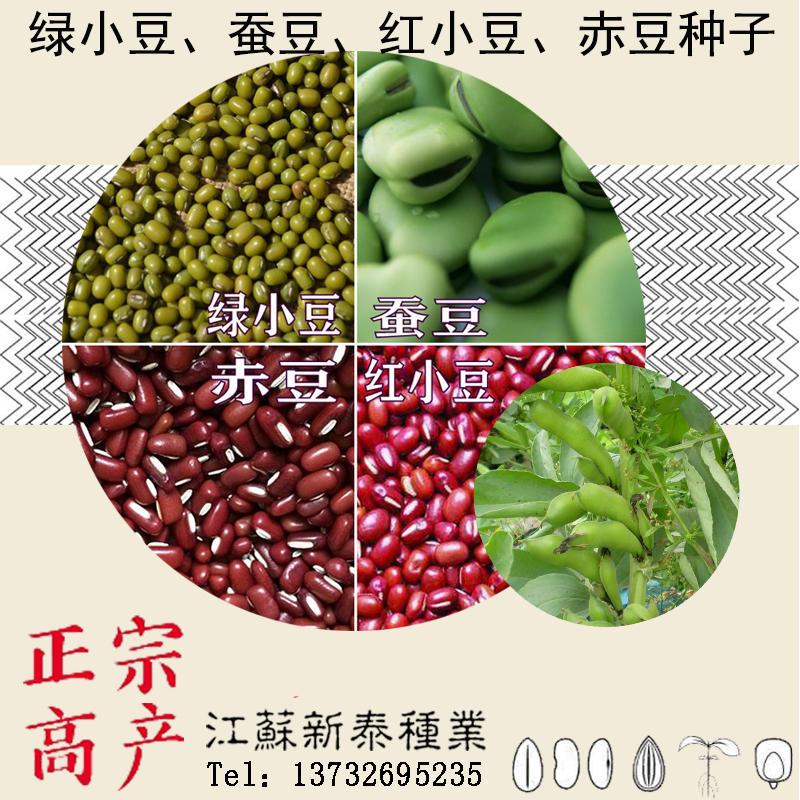 绿豆红小豆价格 绿豆红小豆图片 星期三