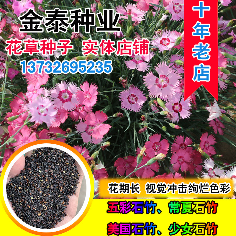 五彩石竹种子美国石竹耐寒草花春秋花少女石竹欧石竹常夏石竹种籽