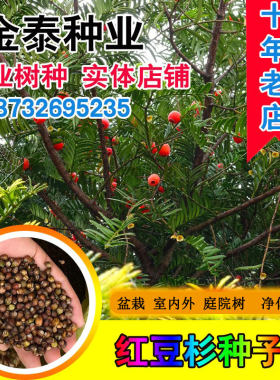 名贵曼地亚红豆杉北方沙藏种子