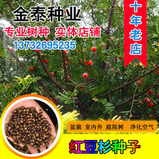 红豆杉种子名贵树种曼地亚红豆杉种籽东北南方北方红豆杉树种沙藏