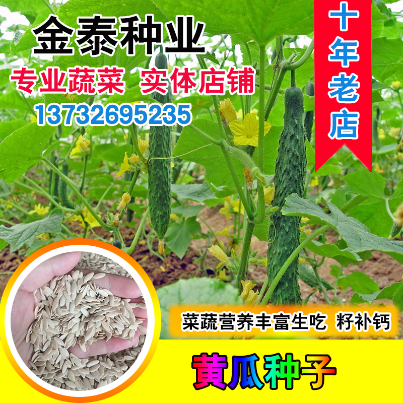 春季黄瓜籽促生长打粉补钙