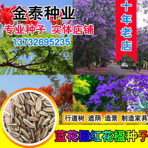 蓝花楹种子凤凰木树种子红花楹种籽 蓝雾树紫花云洋楹 蓝花楹净籽 - 封面