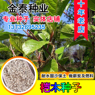 新采摘江南桤木种子 四川桤木 红桤木 中草药材正品苗木种子