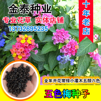 绣球雷丹四季庭院五色梅