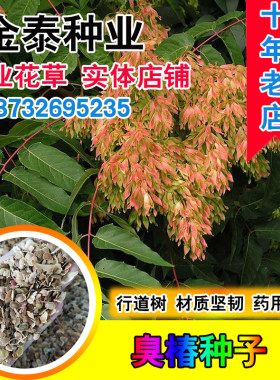 臭椿种子树苗乔木