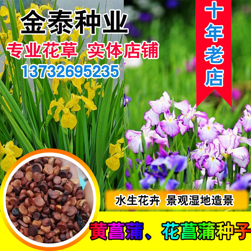 黄菖蒲种子水生鸢尾宿根水生花卉种子黄花鸢尾玉蝉花花菖蒲种子
