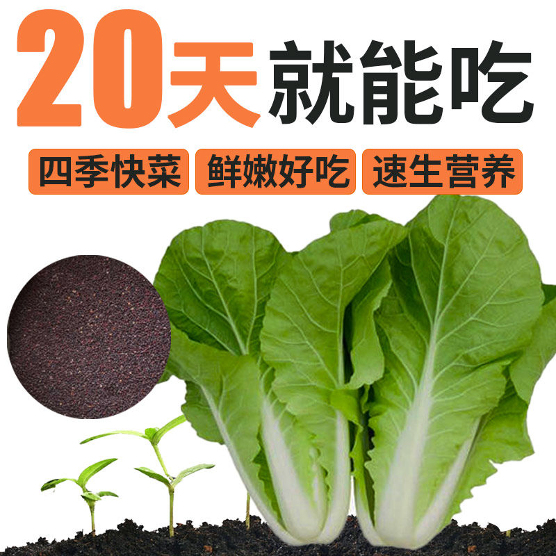 蔬菜种子四季阳台盆栽菜籽黄瓜韭菜青菜生菜草莓香菜辣椒番茄种孑