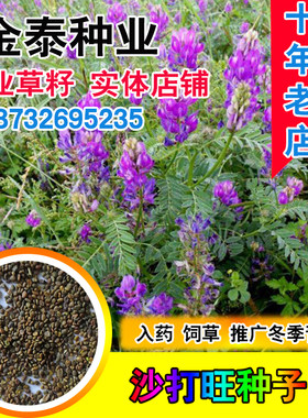 沙打旺牧草绿林花语四季