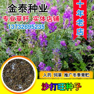 沙打旺种子 优质牧草种子 豆科优质 麻豆秧沙地牧草种子