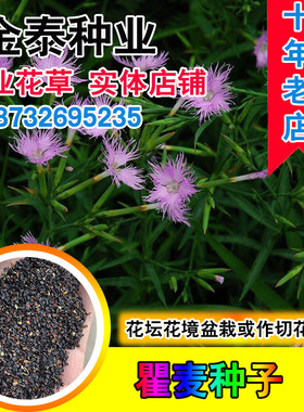 散装瞿麦种子药材石柱十样景花
