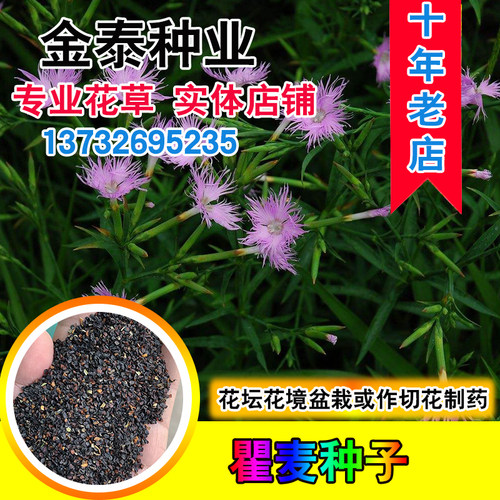 散装瞿麦种子药材石柱十样景花