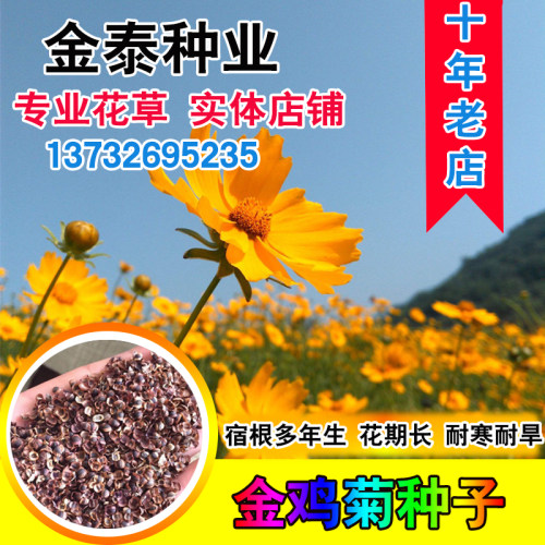 四季种绿化多年生宿根大花金鸡菊