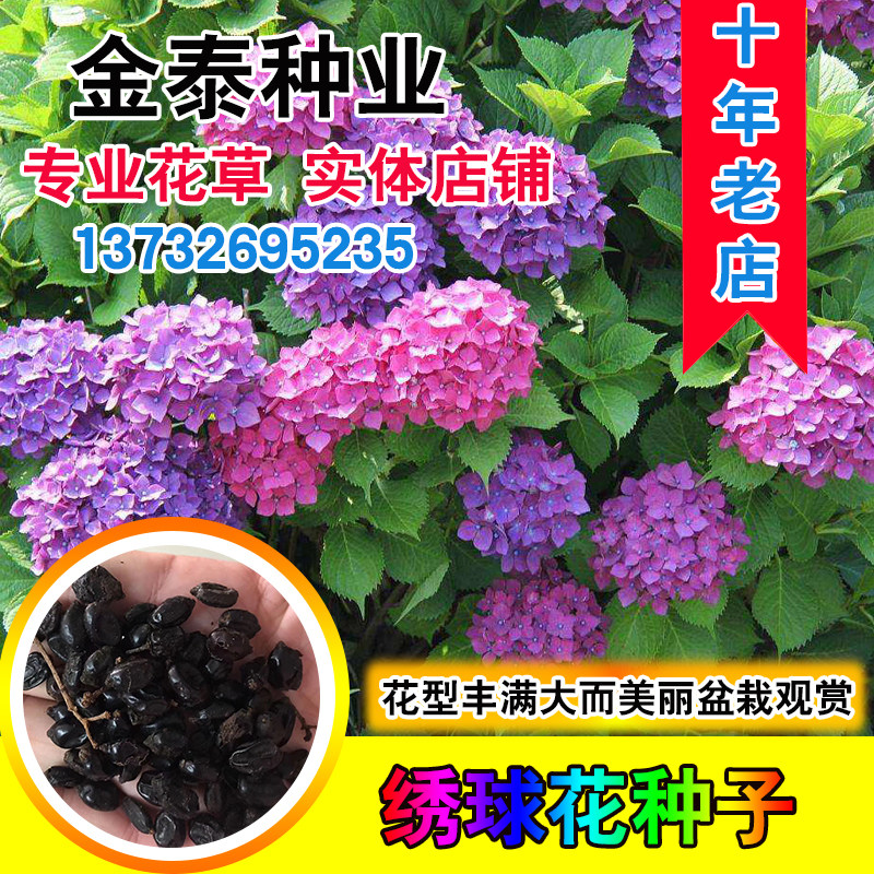 易活植物木绣球八仙花庭院种子图片