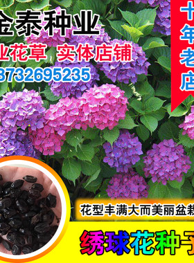易活植物木绣球八仙花庭院种子