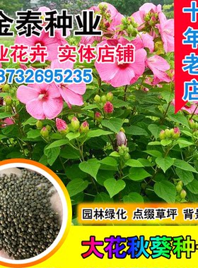 大花秋葵种子美芙蓉草背景植材