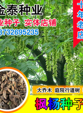 枫杨种子 白杨大叶柳大叶头杨树水麻柳枰柳树 蜈蚣柳枫杨树种子