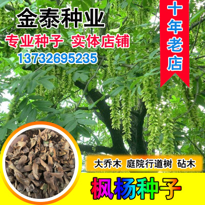 枫杨种子 白杨大叶柳大叶头杨树水麻柳枰柳树 蜈蚣柳枫杨树种子