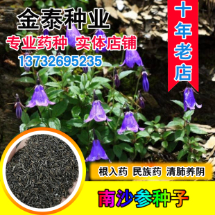 散装南沙参种子  中药材种子轮叶沙参 泡参种子 泡沙参种子