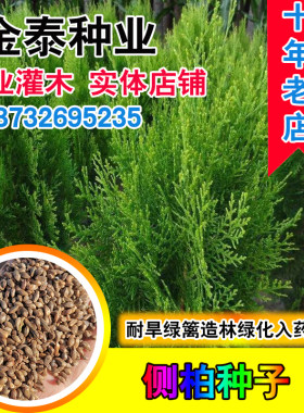 新采枕头颈椎助睡眠花柏种子