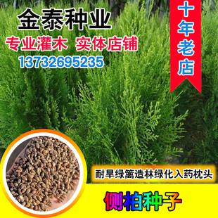 新采侧柏种子 柏树籽枕头颈椎侧柏壳助睡眠 花柏扁柏决明子种子