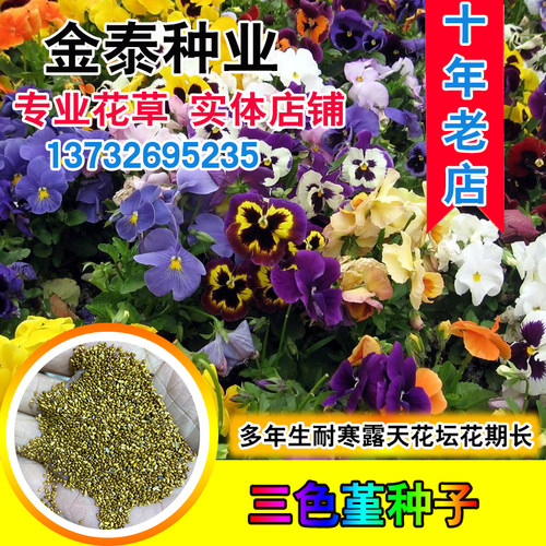 种子垂吊花卉夏季三色堇