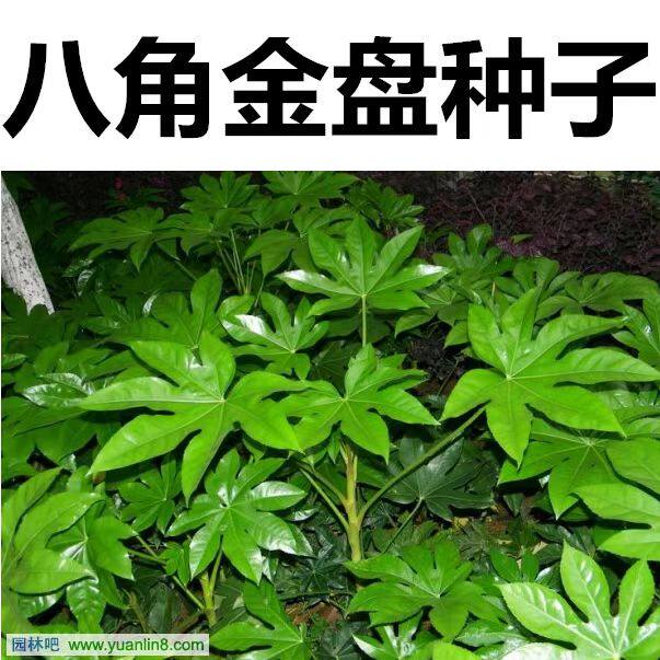 八角金盘种子净籽蓝花楹种子 勒子刺绿篱笆带刺银合欢池杉种子