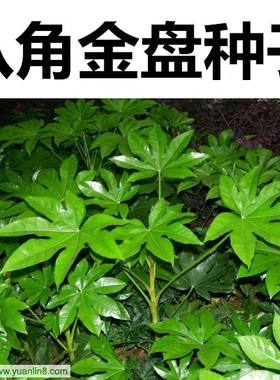 八角金盘净籽种子银合欢