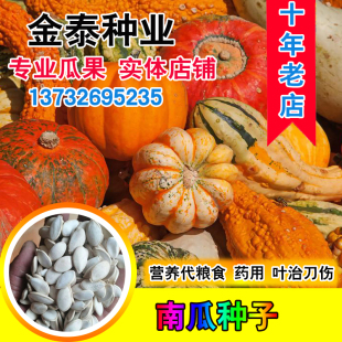 散装南瓜种子番瓜饭瓜番南瓜倭瓜北瓜种子超甜蜜本四季常规种子