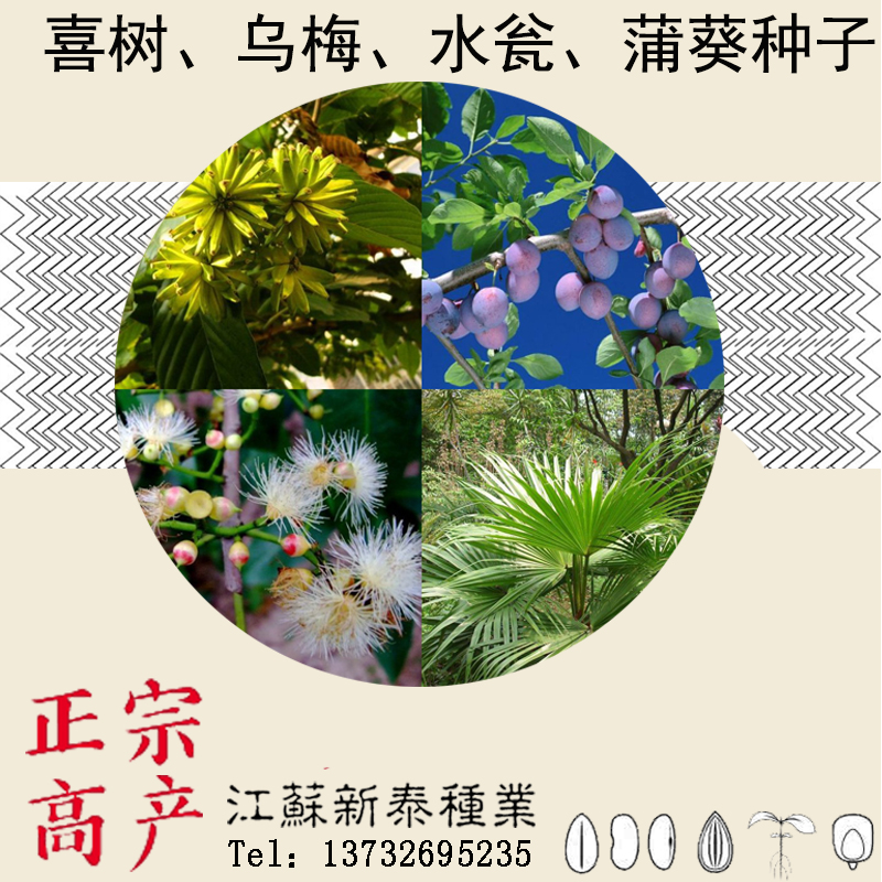 散装蒲葵种子 扇叶葵树 葵树子喜树水翁花 乌梅种子 芭蕉扇树种子