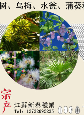 散装蒲葵种子 扇叶葵树 葵树子喜树水翁花 乌梅种子 芭蕉扇树种子