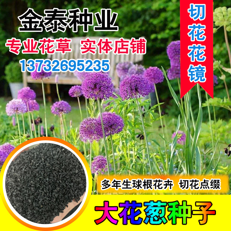 大花葱种子多年生花卉绿植盆栽庭院花园植物花种子硕葱花种籽孑