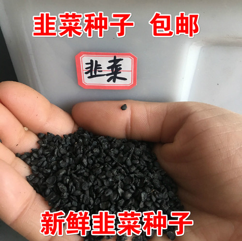 农家散装紫根韭菜种子包邮