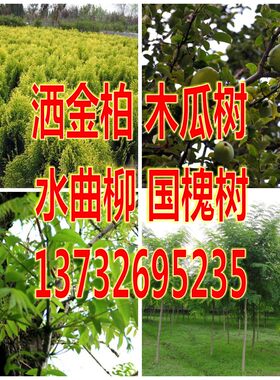 国槐种子速生白槐黄金护房树槐角家槐水曲柳天香木瓜树洒金柏种子