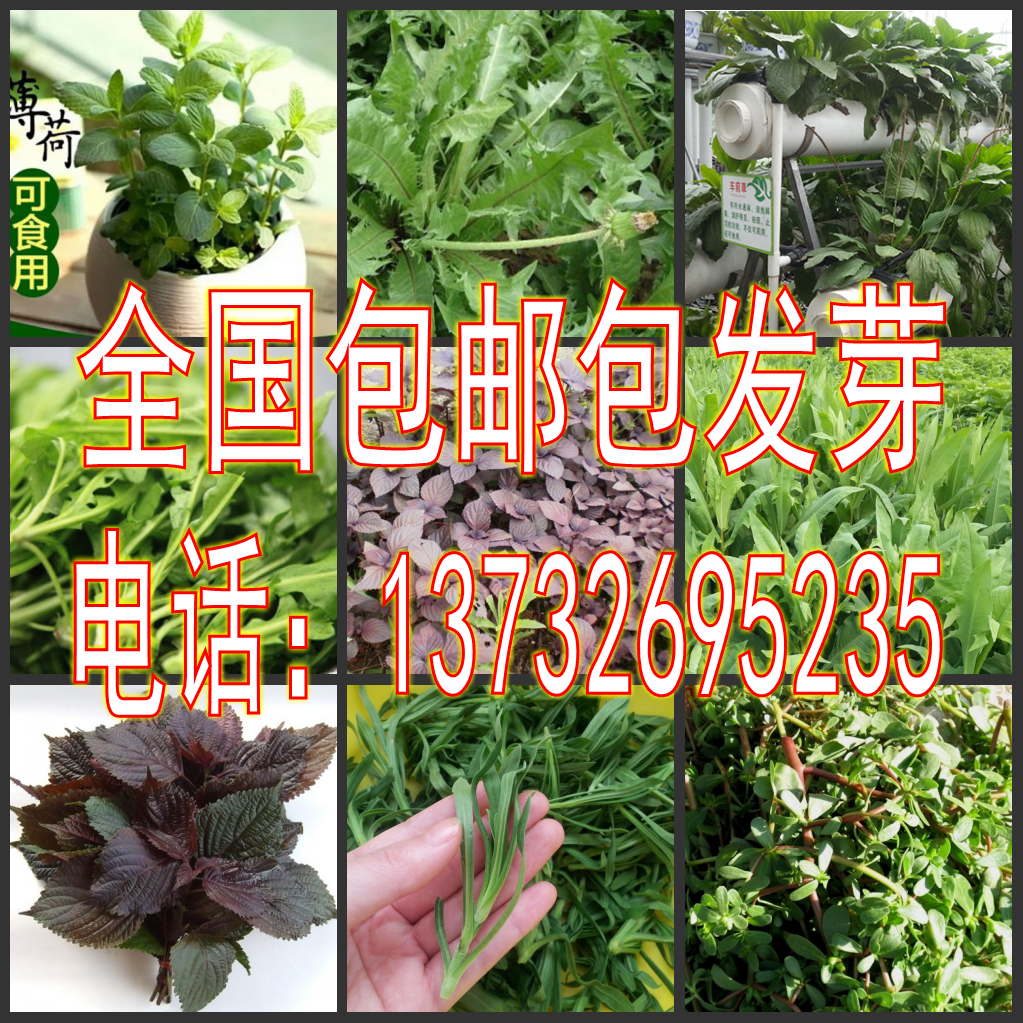 散装蒲公英马齿苋紫苏荠菜芝麻菜面条菜芸苔灰灰菜食用薄荷种子