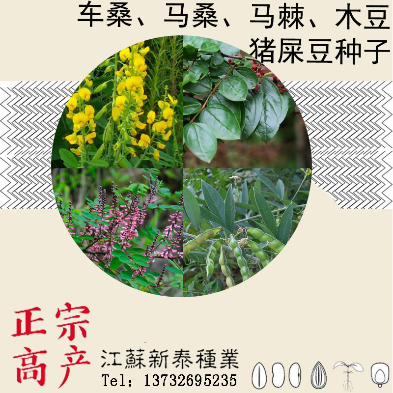 马桑种子坡柳 水马桑野马桑车桑子 木豆树木豆 猪屎豆 马棘种子