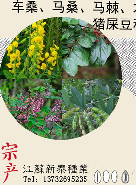 散装树木种子猪屎豆