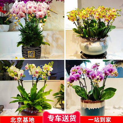 年宵花卉彩色蝴蝶兰盆栽开花带花苞室内桌面花卉盆栽兰花